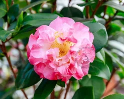 Camellia japonica 'Nuccio's Jewel'