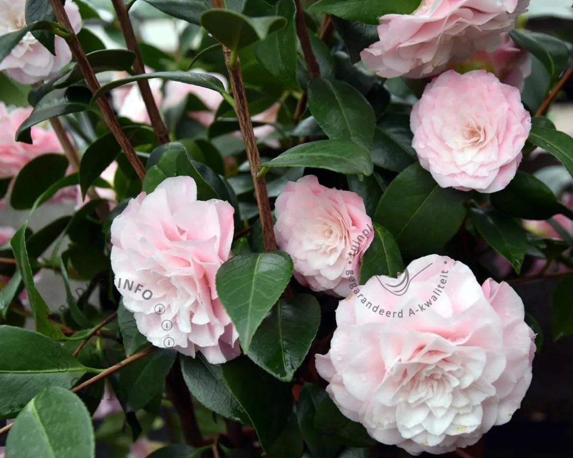 Camellia japonica 'Nuccio's Pearl'