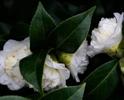 Camellia japonica 'Powder Puff'