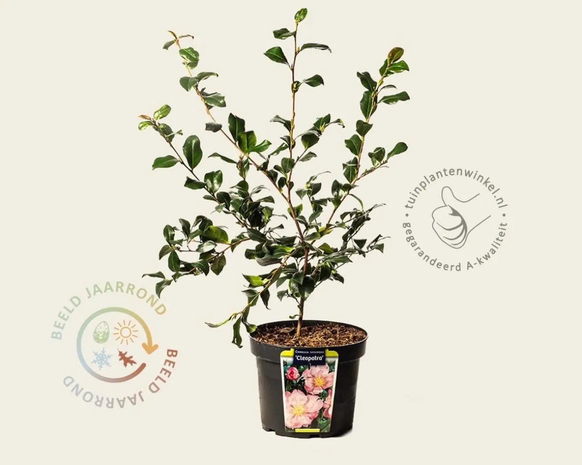 Camellia sasanqua 'Cleopatra'