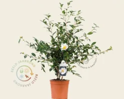 Camellia sasanqua 'Hino de Gumo'