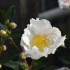 Camellia sasanqua 'Hino de Gumo'
