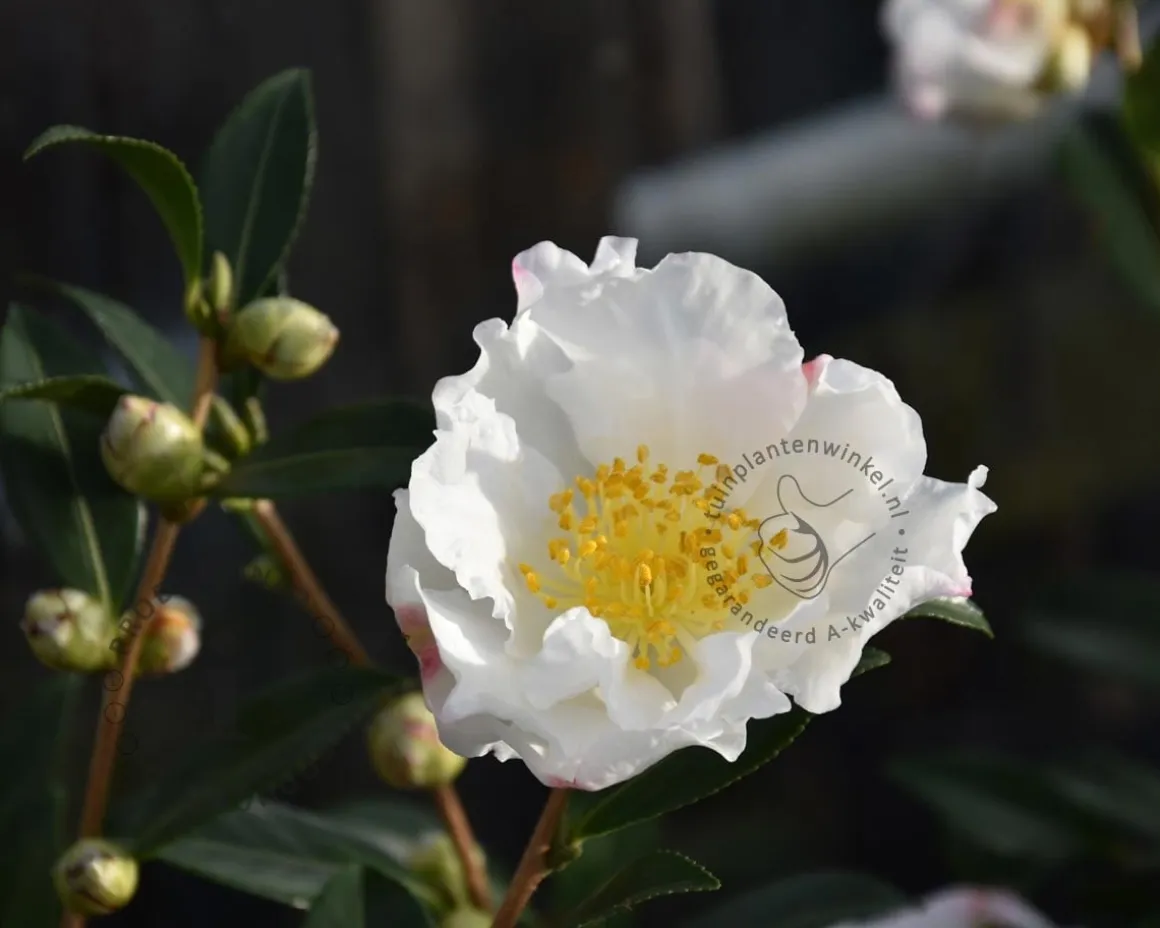 Camellia sasanqua 'Hino de Gumo'