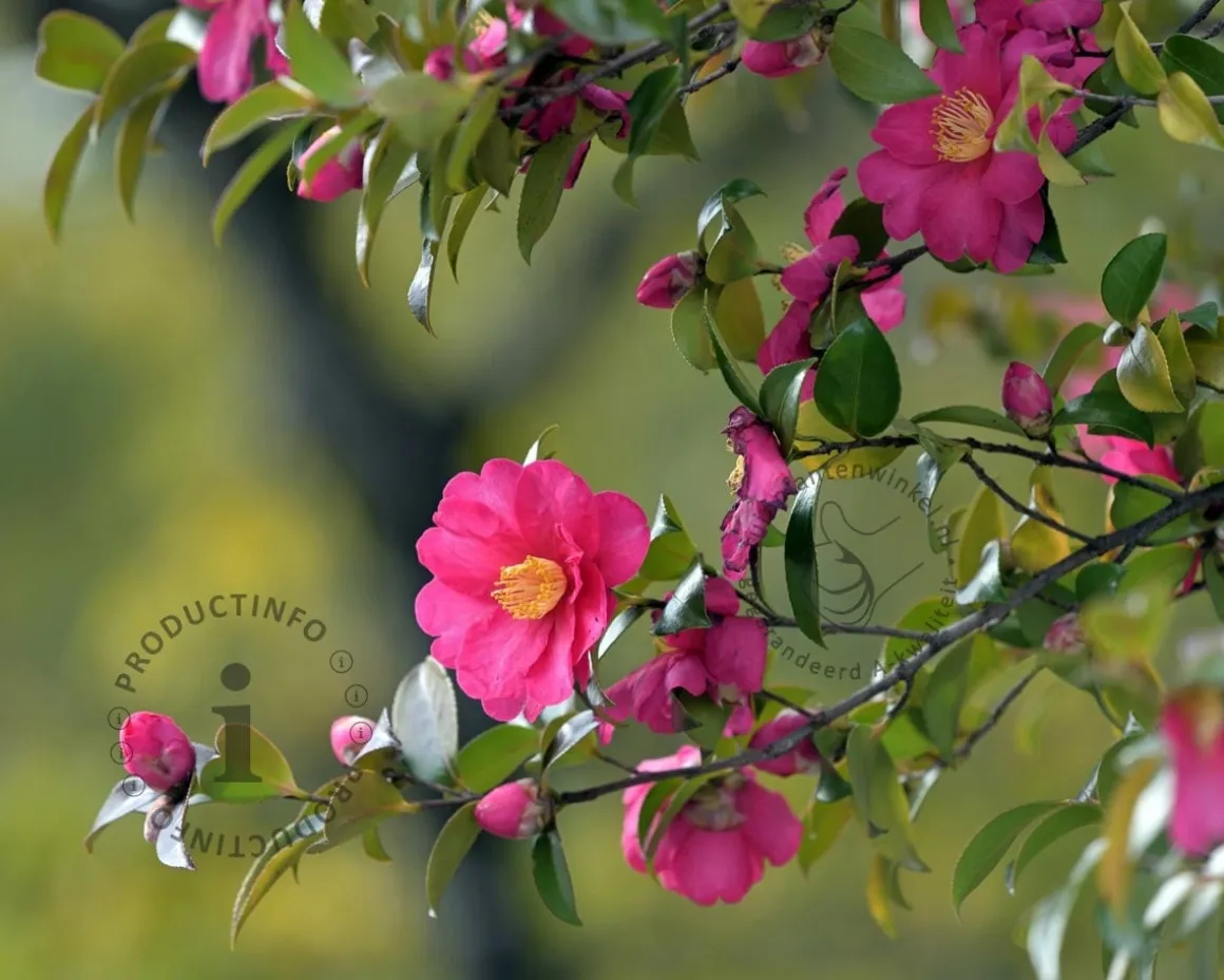 Camellia sasanqua 'Kanjiro'