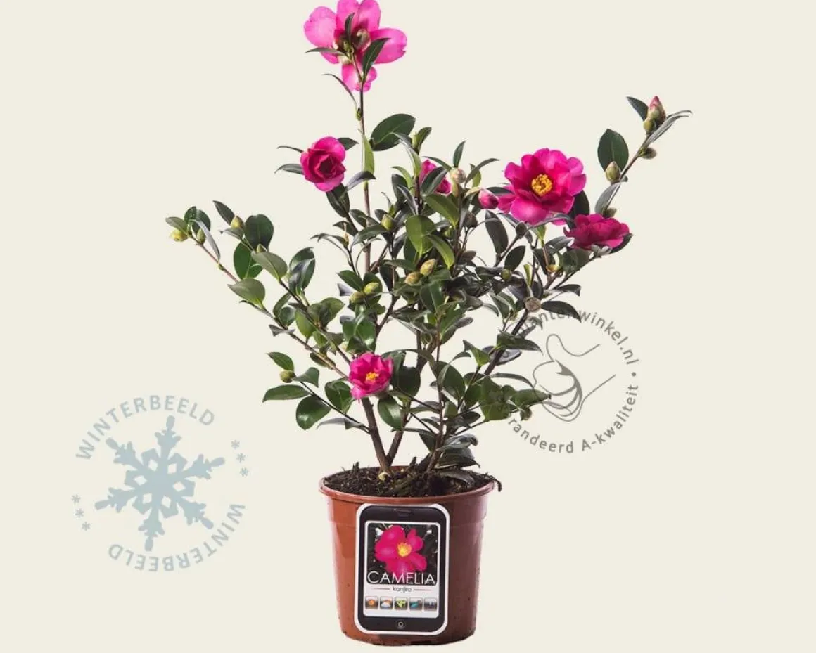 Camellia sasanqua 'Kanjiro'