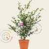 Camellia sasanqua 'Kanjiro'
