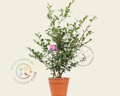 Camellia sasanqua 'Kanjiro'