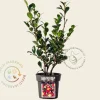 Camellia sasanqua 'Yuletide'