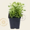 Campanula carpatica 'Blaue Clips'