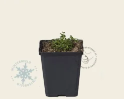 Campanula carpatica 'Blaue Clips'