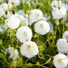 Campanula carpatica 'Weisse Clips'