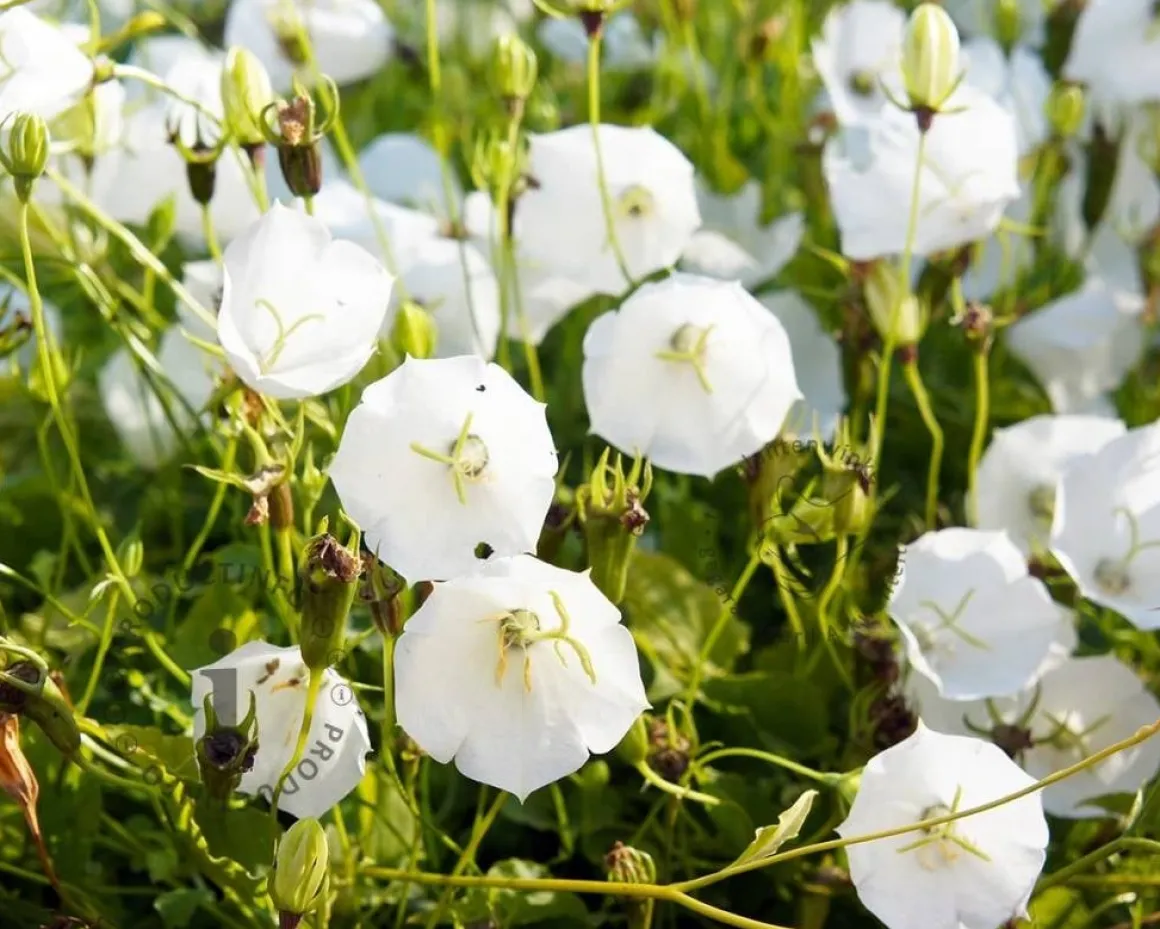 Campanula carpatica 'Weisse Clips'
