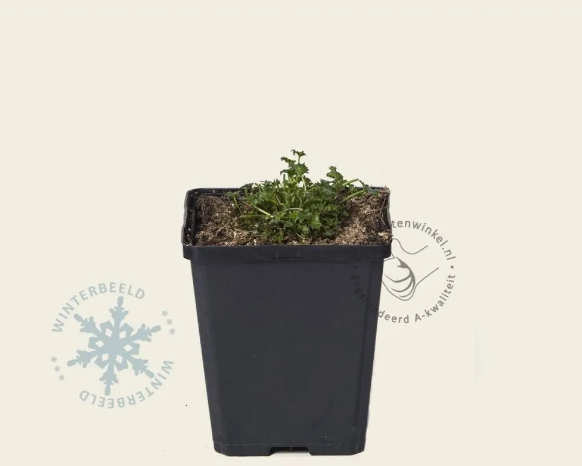 Campanula carpatica 'Weisse Clips'