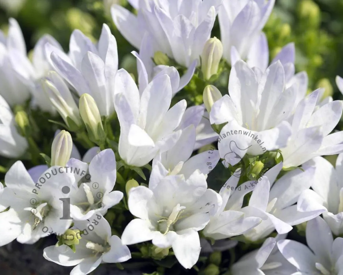 Campanula glomerata 'Schneekrone'