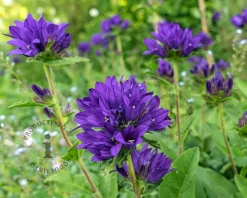Campanula glomerata 'Superba'