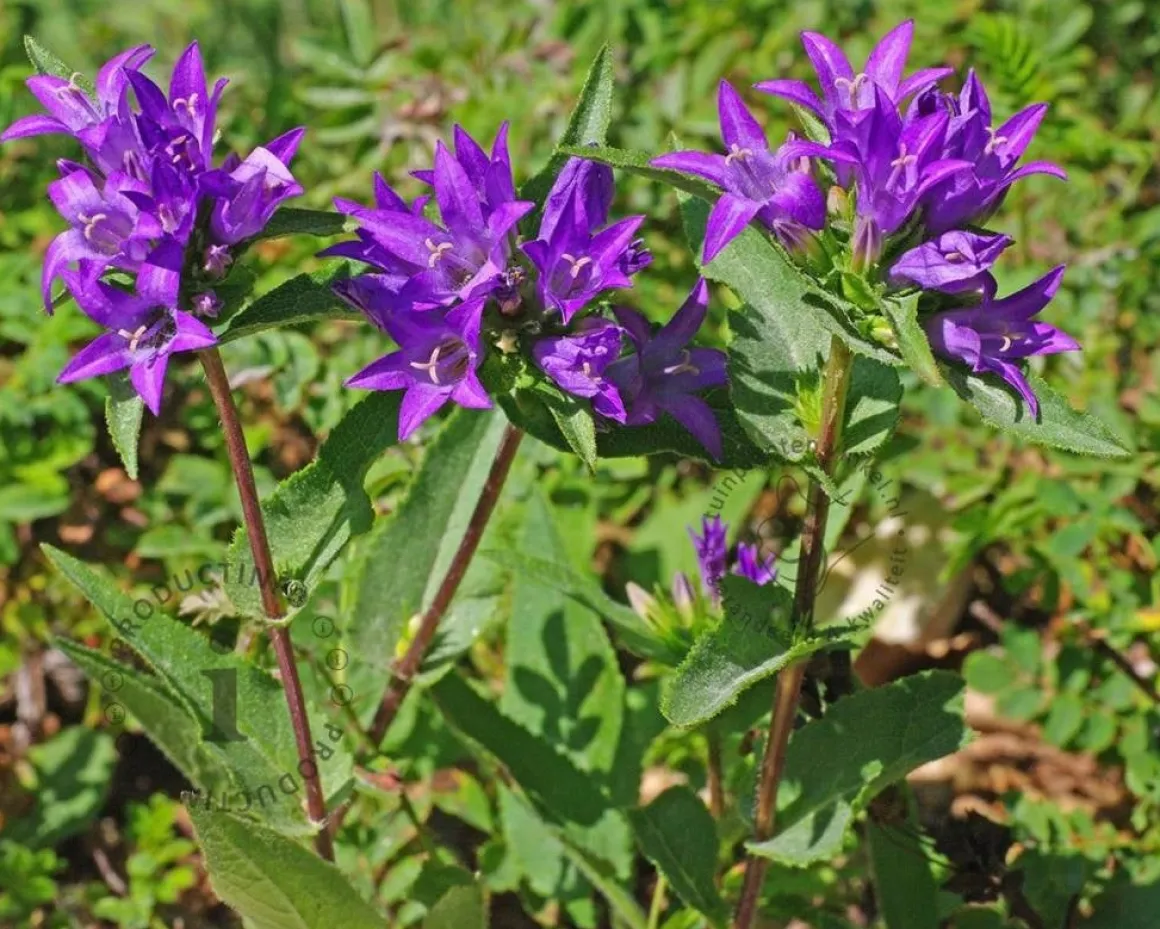 Campanula glomerata 'Superba'