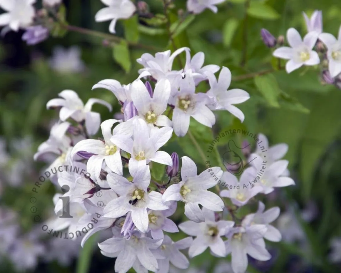 Campanula lactiflora 'Loddon Anna'