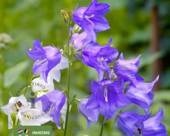 Campanula persicifolia