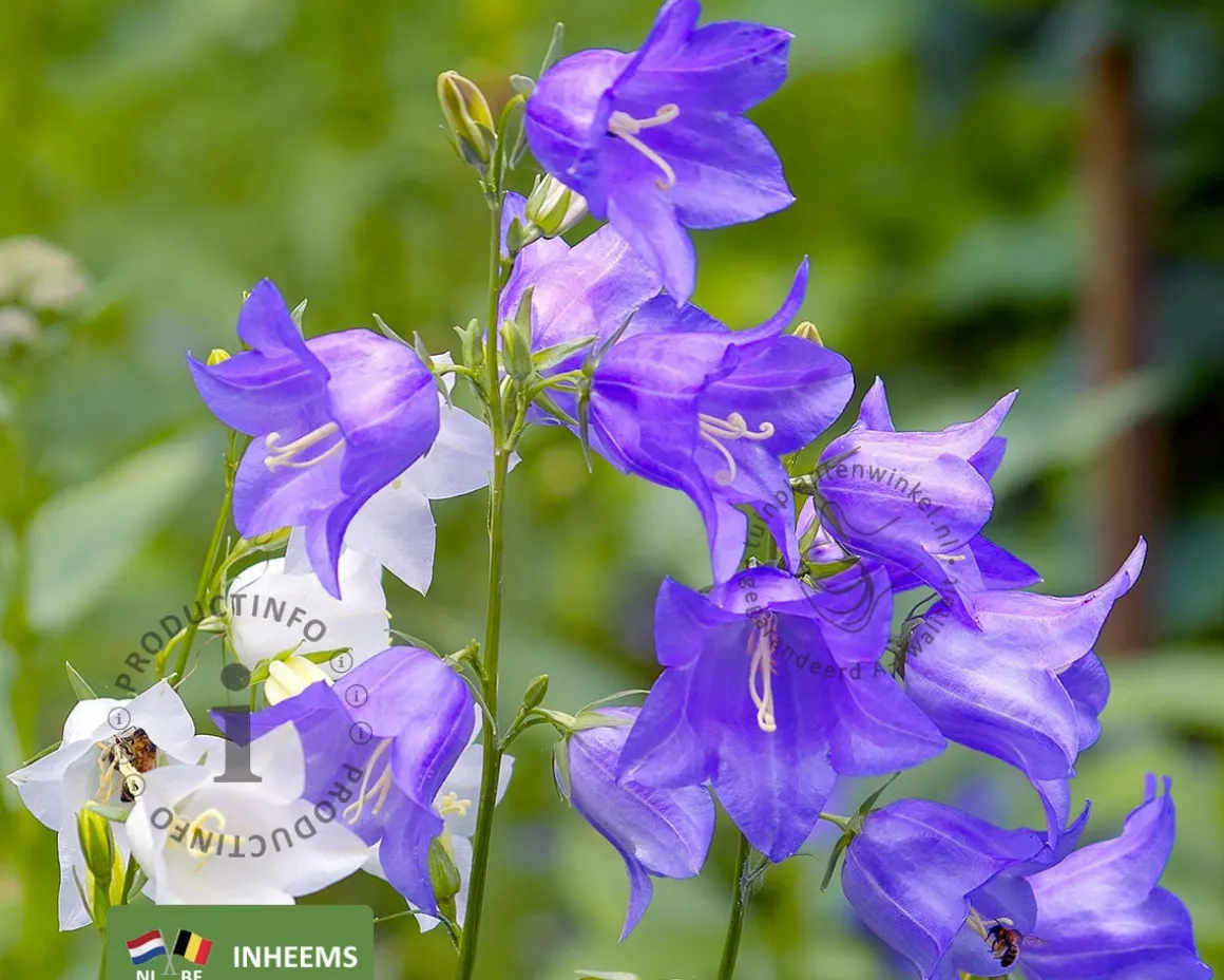 Campanula persicifolia