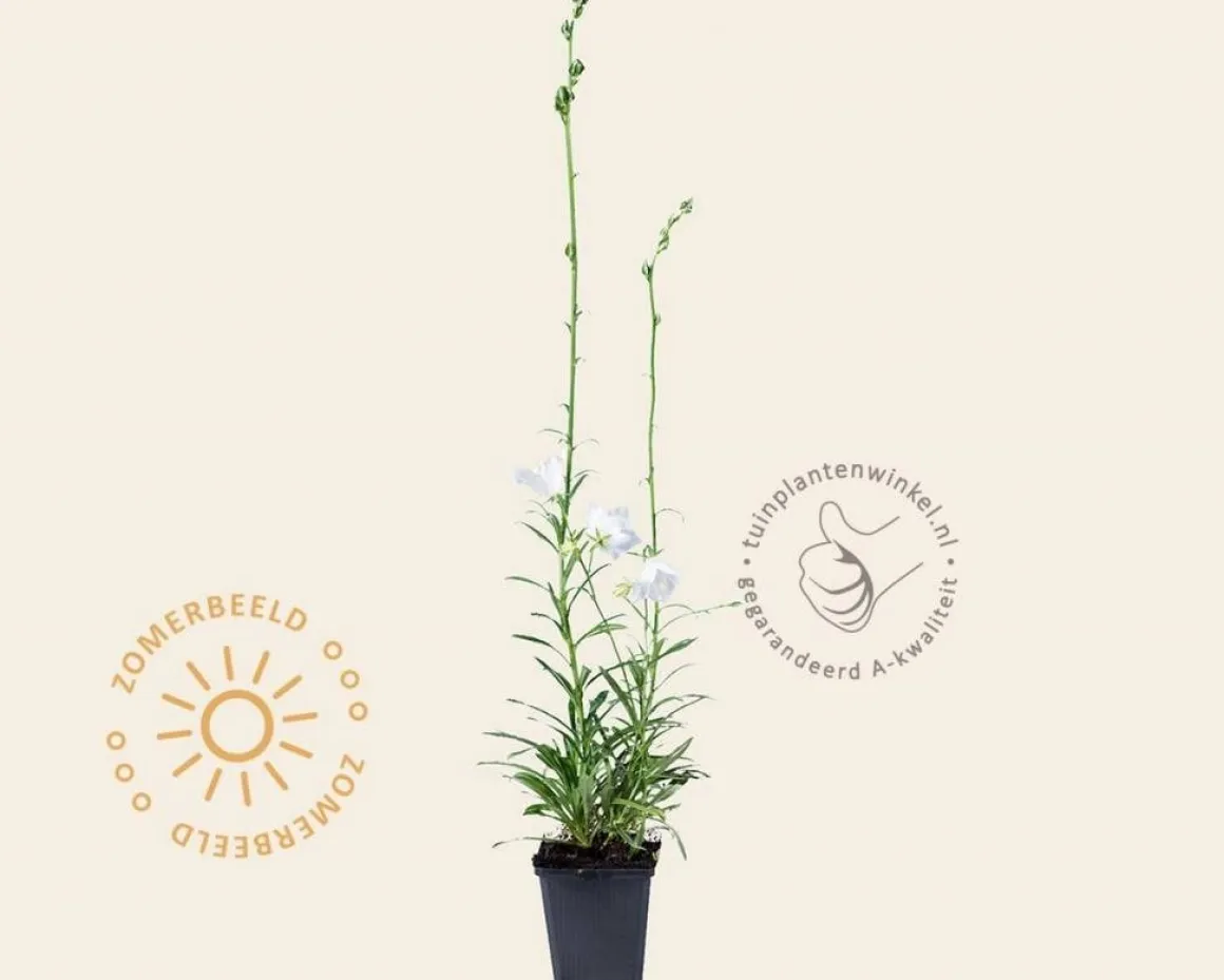 Campanula persicifolia 'Alba'