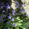 Campanula poscharskyana