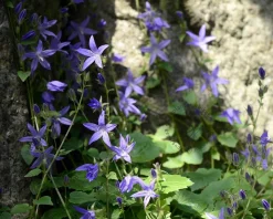 Campanula poscharskyana