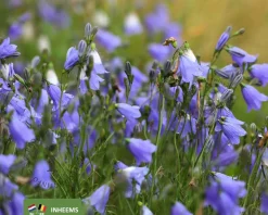 campanula rotundifolia