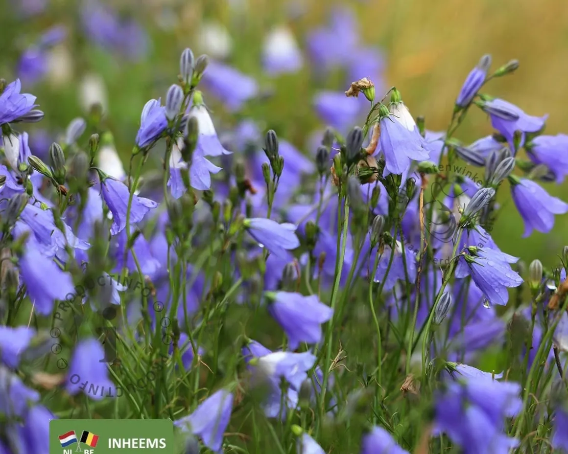campanula rotundifolia