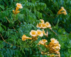 Campsis radicans 'Flava' - XL