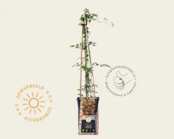 Campsis tagliabuana 'Madame Galen'