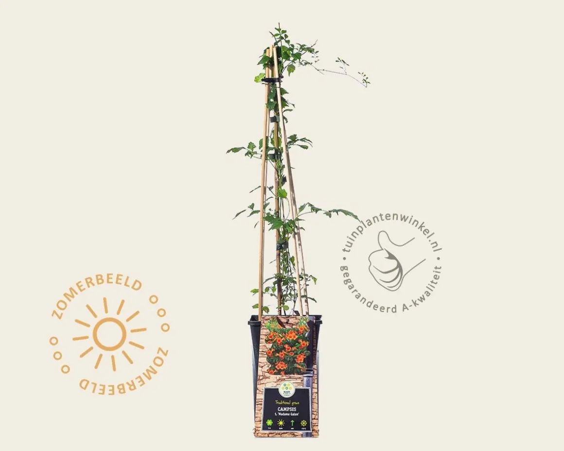 Campsis tagliabuana 'Madame Galen'