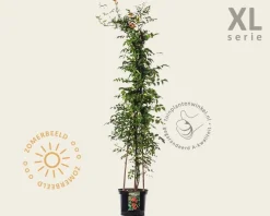 Campsis tagliabuana 'Mme Galen' - XL