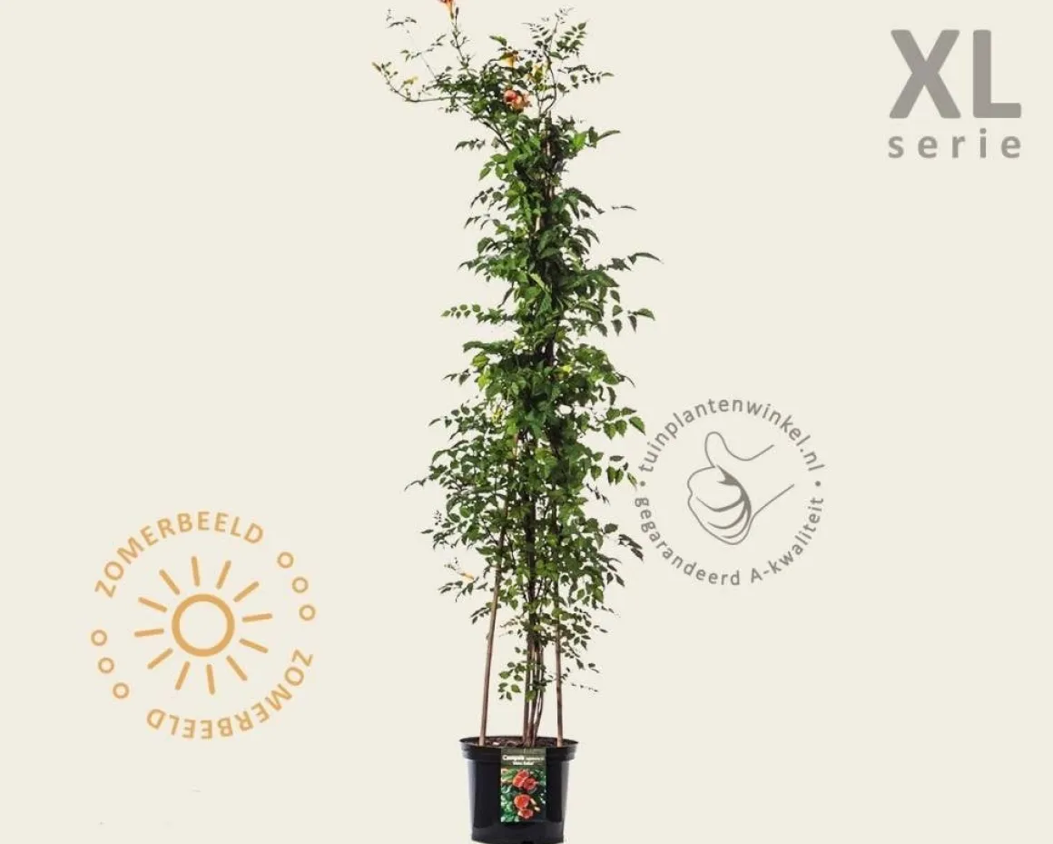 Campsis tagliabuana 'Mme Galen' - XL