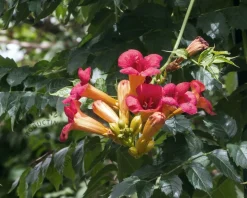 Campsis tagliabuana 'Mme Galen' - XL