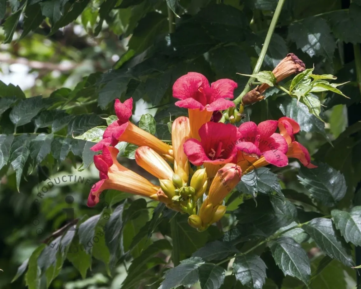 Campsis tagliabuana 'Mme Galen' - XL