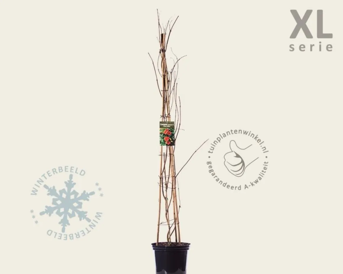 Campsis tagliabuana 'Mme Galen' - XL