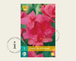 Canna 'City of Portland' - knol