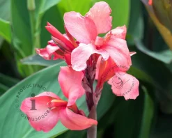 Canna 'City of Portland' - knol
