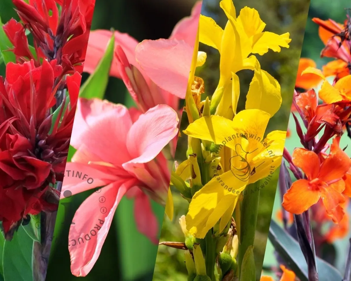 Canna Mix - knol