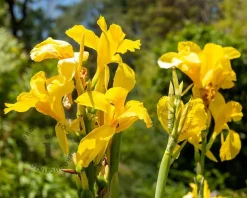 Canna 'Richard Wallace' - knol