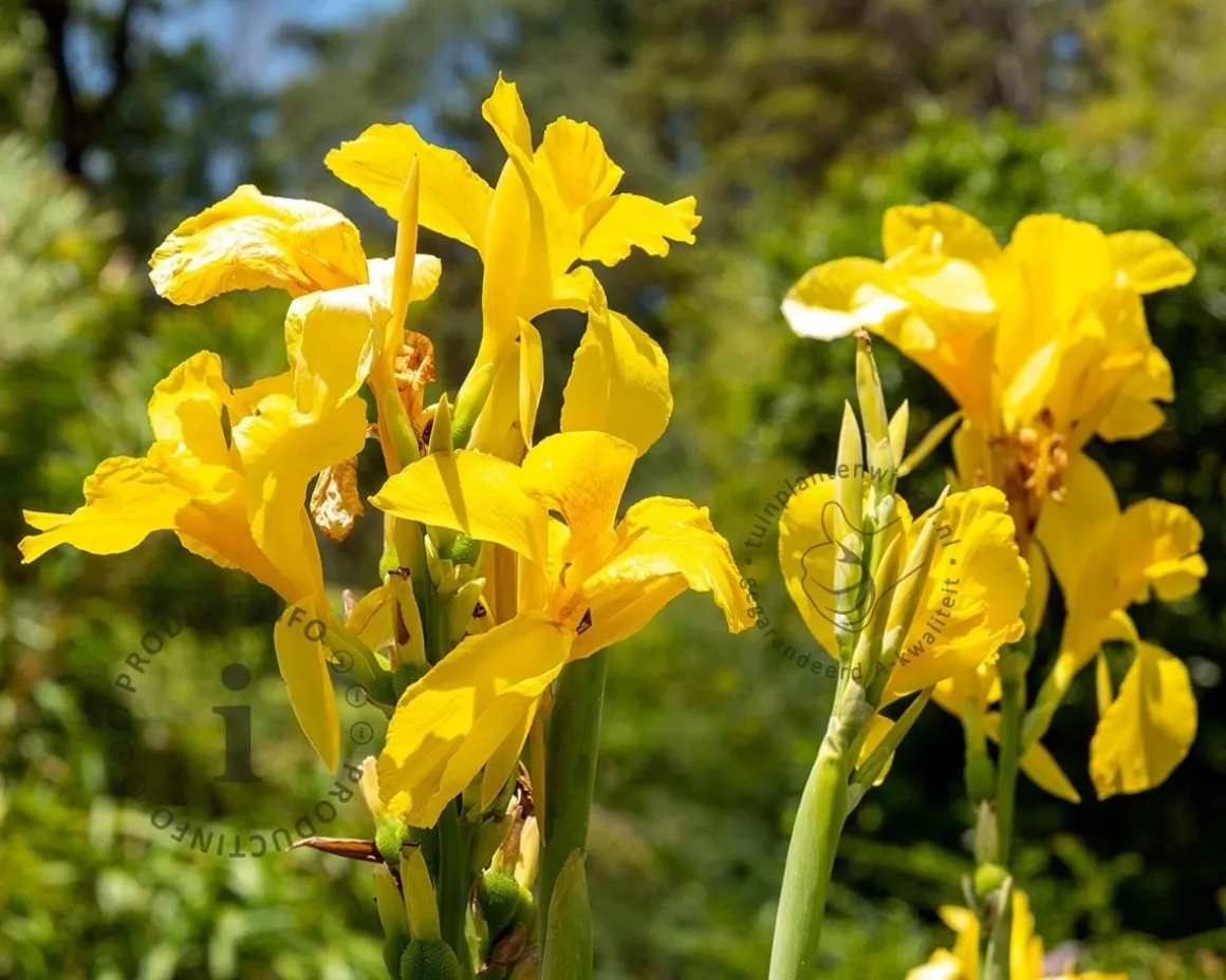 Canna 'Richard Wallace' - knol