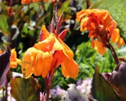 Canna 'Wyoming' - knol