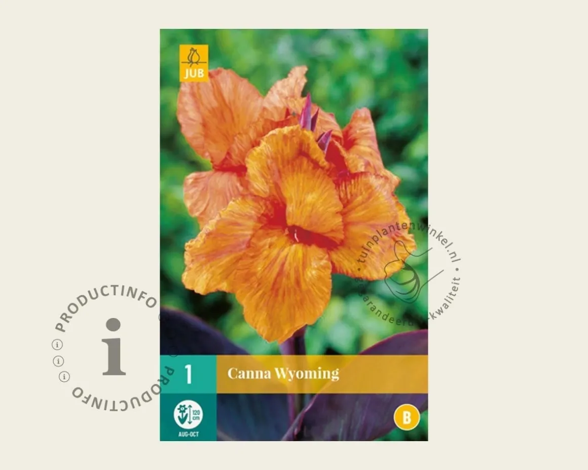 Canna 'Wyoming' - knol