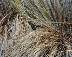 Carex buchananii