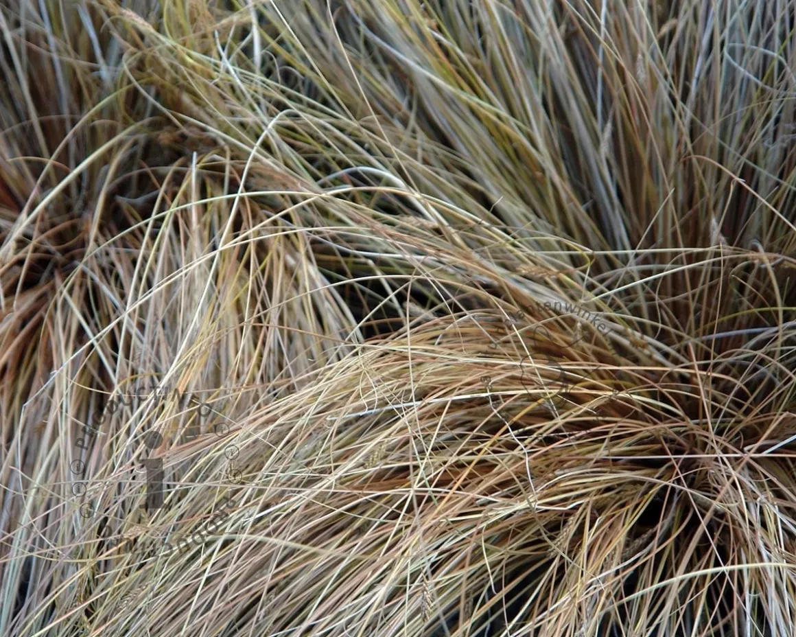 Carex buchananii