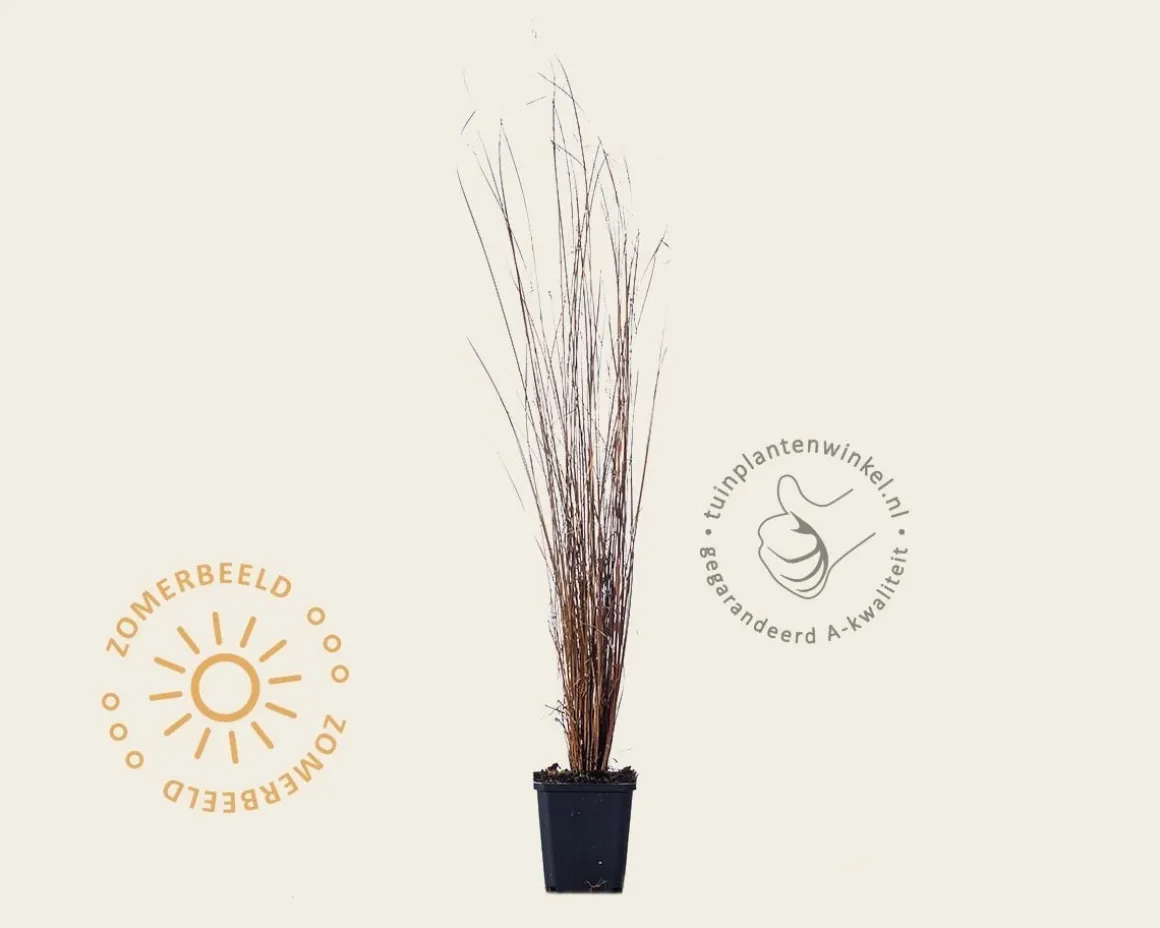 Carex buchananii