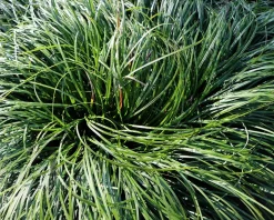 Carex caryophyllea 'The Beatles'