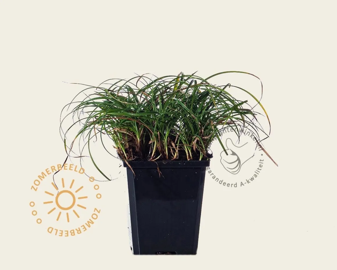 Carex caryophyllea 'The Beatles'