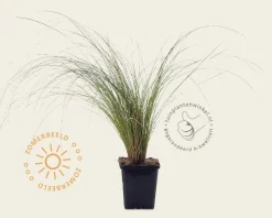 Carex comans 'Frosted Curls'