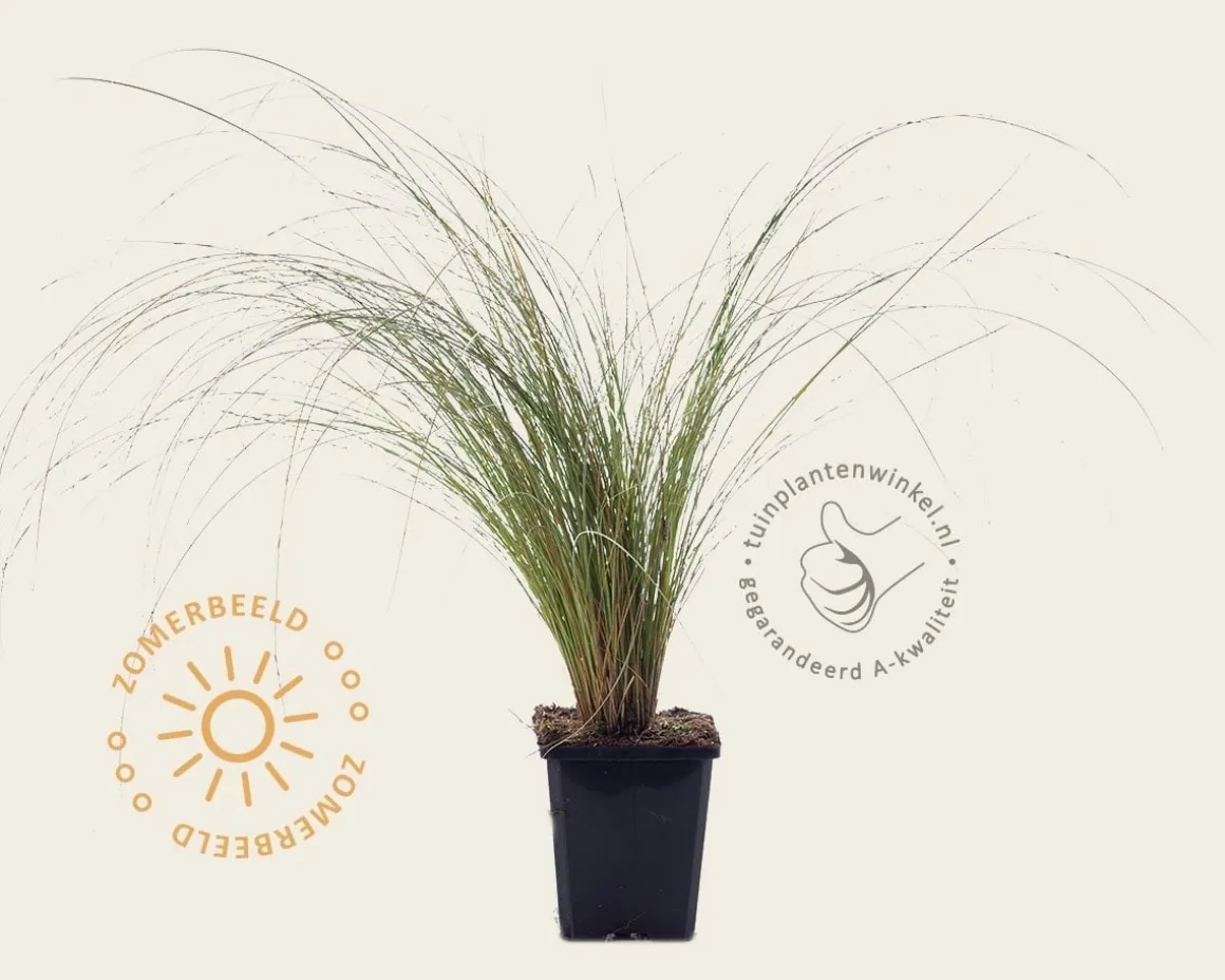 Carex comans 'Frosted Curls'